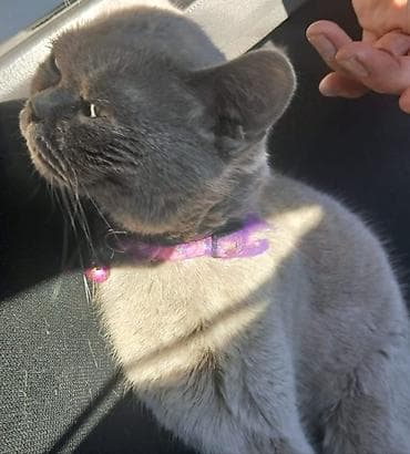 Собаки: Британская, Самка, Самовывоз — 1