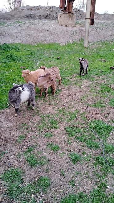 Salam cebişler 3 ayliqdi riyal alıcılar zeng vursun qiymet 110 manat — 2