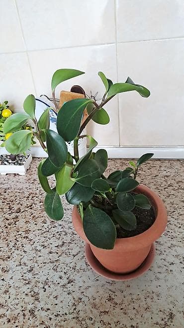 gul pastafka: Bitki – dekorativ ev gülü - Növ: Peperomiya (Peperomia obtusifolia — 2