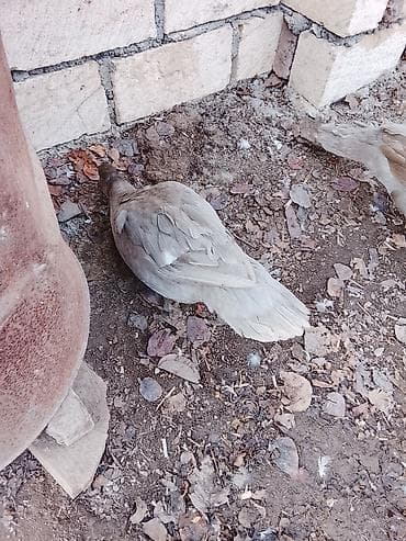 ordek sekilleri: Salam heyvanlar kom satilir 5feredi 1de erkey yumurtaya hazir — 10