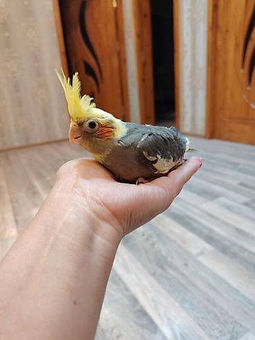 balonka it satilir: Nimfa papuqayı (Cockatiel) – əllə böyüdülmüş, insanla ünsiyyətə açıq — 4
