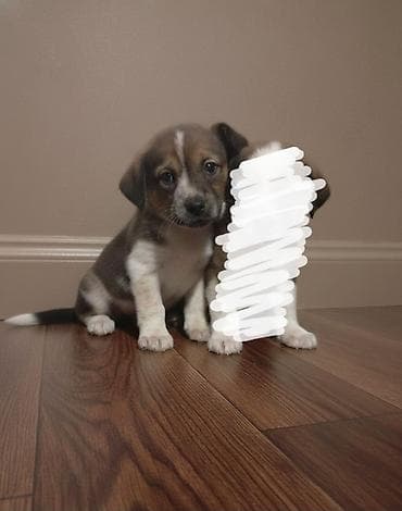 Другие животные: 2 месяца, Самец — 5