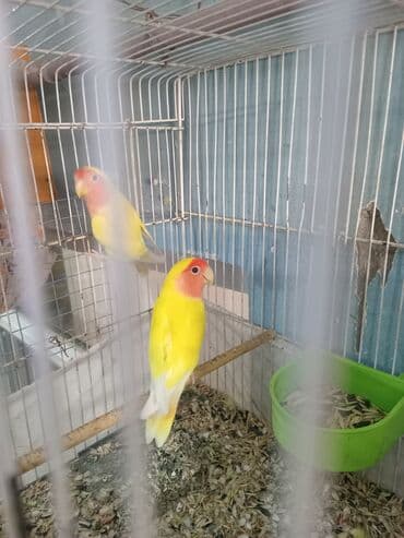 xaski itlerinin qiymeti: Cənnət quşları cütdülər tam sağlam şərait olmadığına görə satılır tək — 3