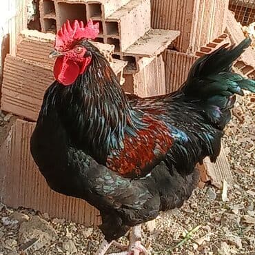 купить кролика в баку: Saf qan xətləri olan qara xalli xoruzlar - Rəng: dərin qara, günəşdə — 4