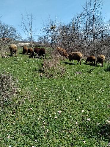 cucə və xoruz təmsil: Qoyun sürüsü – ət və yun istiqaməti - Növ: yerli qoyunlar (ağ — 5