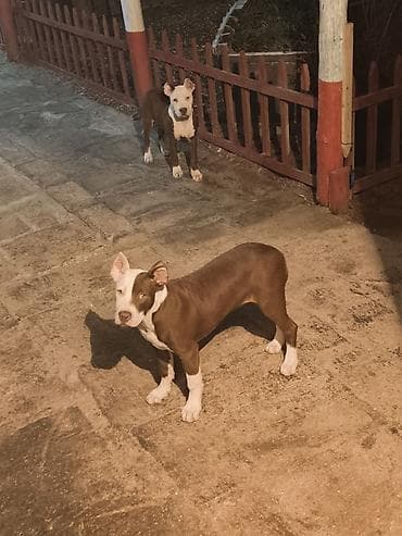 satdıq at: Pitbul, 10 ay, Dişi, Peyvəndli — 3