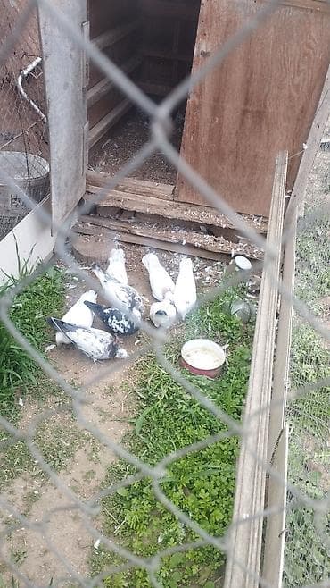 İtlər: Göyərçinlər koven balalardi coxu - Növ: ev göyərçinləri (ağ və ala — 4