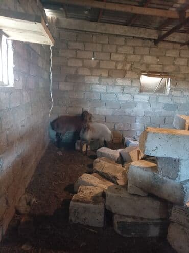 qoyun əti qiyməti: Salam quzular satılır 8ayın içindədirlər ikisi 8kq gəlir quyruqlu — 2