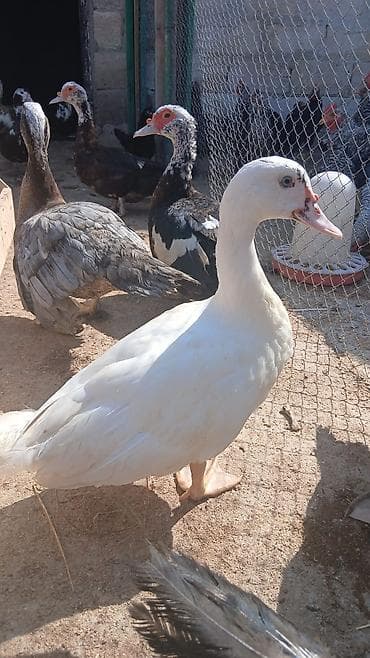 col ordəyi: Musk ördəkləri (indo duck) – müxtəlif rənglərdə sürü - Şəkillərdəki — 1