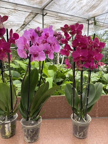 Alfa Romeo: Vatsapp mövcuddur!. Çatdırılma metrolara, Şamaxinkaya mövcuddur və — 2