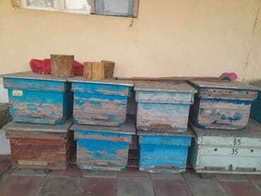 cins ineklerin satisi 2019: Arı yeşiyi. Goranboydadı. Böyuk yeşiklərdəndi. 12ramka yerləşir — 1