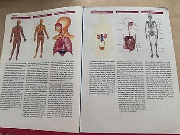 bas gitara: Məhsul: “Biology 3” dərsliyi Nəşriyyat: Sürat Publications ( — 6