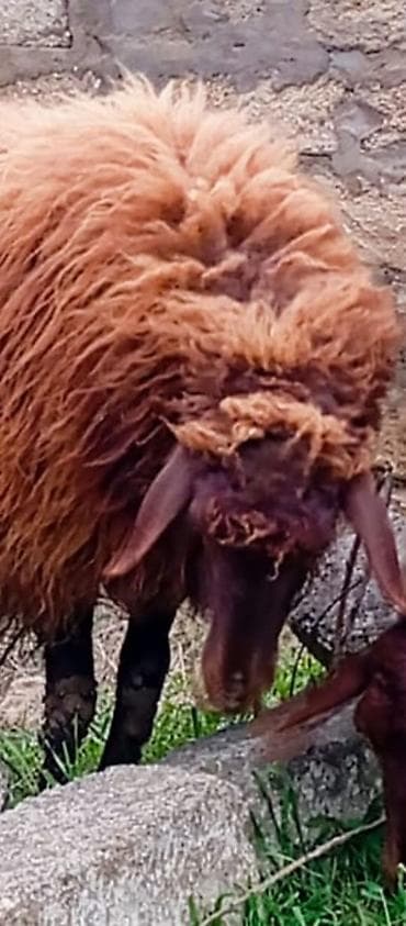 Dişi morkaravan cinsi qoyun satılır damazliq 1 il2 ayliqdi ciddi