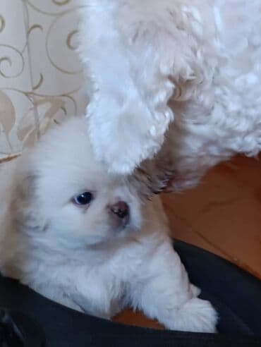 pekines itləri: Pekines — 1