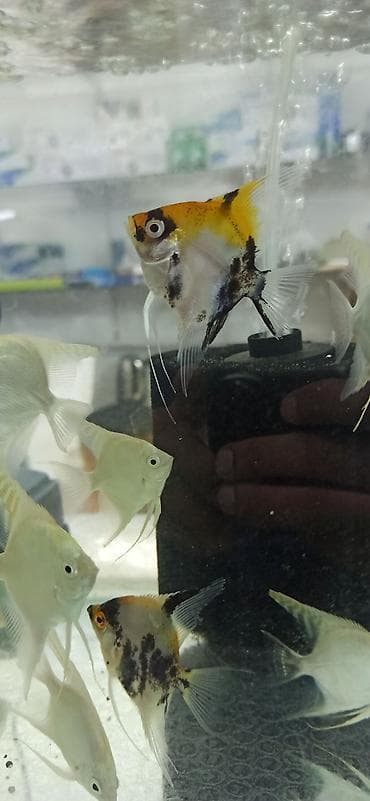 pişik qara: Mələk balığı (skalyari), Sülhsevər — 6