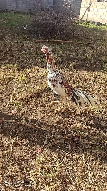 Ağ və qəhvəyi lələkləri olan, uzun quyruqlu, hündür boylu xoruz lalafo.az -da Ağ və qəhvəyi lələkləri olan, uzun quyruqlu, hündür boylu xoruz