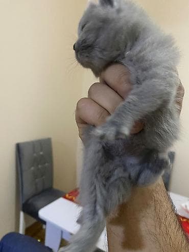 balaca cucə: Salam,5baladir,atasi sotland(sallaq qulaq)anasi britan(dik qulaq) — 5