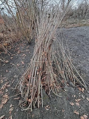 Саженцы деревьев: 🌰 Fındıq tinglərinin satışı 🌱 Satışda sağlam və keyfiyyətli fındıq — 5