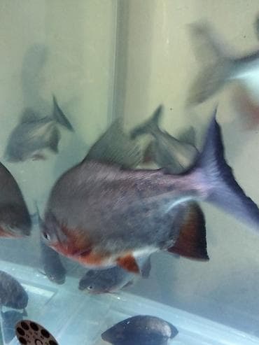 dovsan yemi: Piranya balığı, Yırtıcı — 3