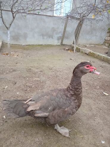 Inəklər, öküzlər: Krasnodar ördək.Erkəydi.8 aylıqdı.Qiymət sondur.Qiymətlə bağlı narahat — 3
