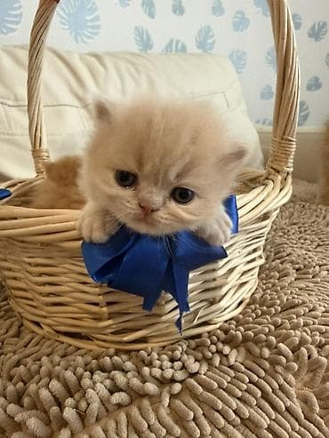 Fars, Yaxşı əllərə