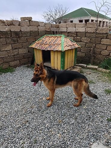 doberman balasi satilir: Alman çoban iti, 10 ay, Erkek, Peyvəndli, Ünvandan götürmə — 5