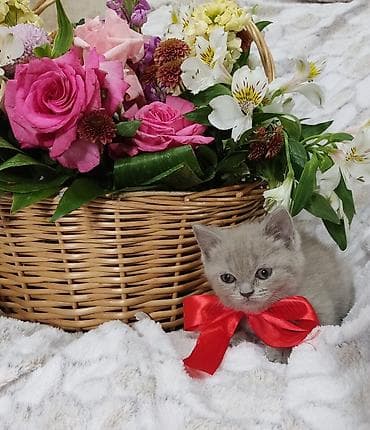 at satisi: Britan, Dişi, Pulsuz çatdırılma — 7