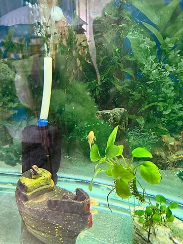 aqvarium: Malinezi orta olcu 1 manat danyo tul quyruq irili xirdali 1 manat — 6