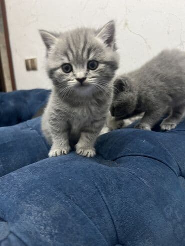 heyvan sahiblənmə: Britan, Erkək, Dişi, Ünvandan götürmə — 5