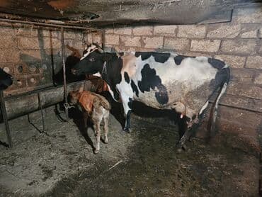 kiseli inek: Yanı erkək buzovlu sort inək. Günə normal baxdıqda 8-10 yaxşı baxdıqda — 1