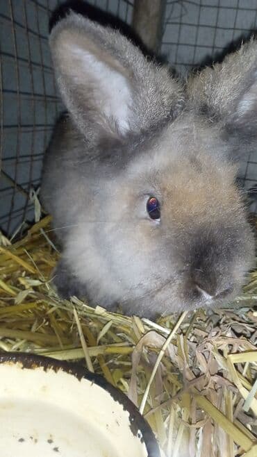 Karlik dovşanlari satılır bir dişi bir erkək dişi doğmalıdır qiymət