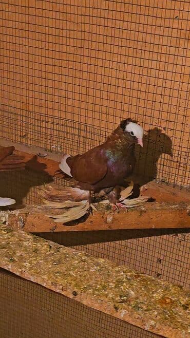 qoyun satisi tap.az: Erkey — 1