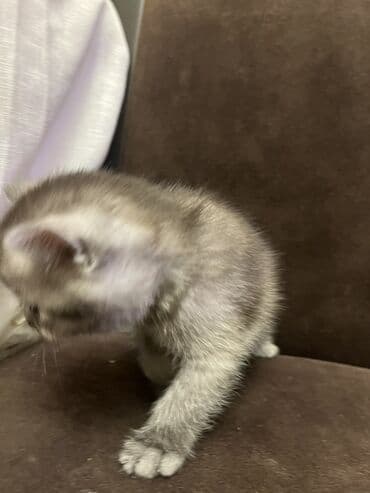 tovuz quwu: Oglandi 15.11.25 dogulub. Qum terbiyesi yeme oyredilib — 9