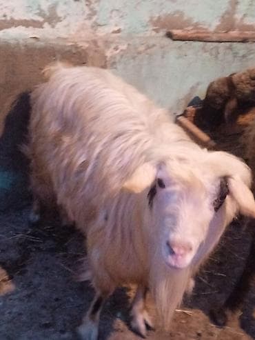 Dişi keçi satılır arpa ve yonca ile böyüyüb texmini çekisi 20 kilo lalafo.az -da Dişi keçi satılır arpa ve yonca ile böyüyüb texmini çekisi 20 kilo