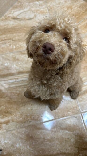 той пудель цена в баку: Пудель, 2 года, Самец, Для вязки — 11