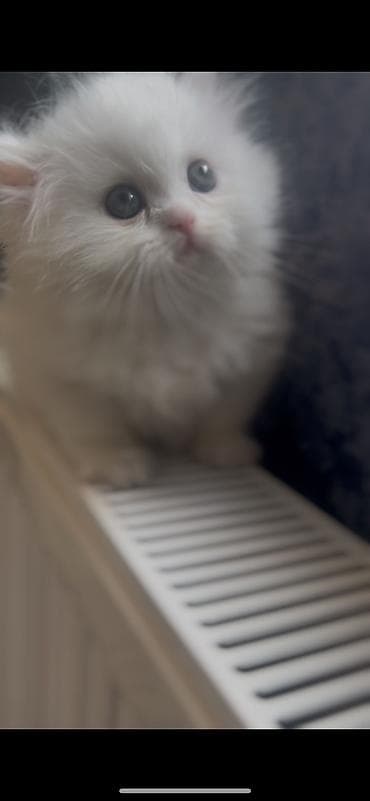 şotland dişi: Şotland, Dişi — 7