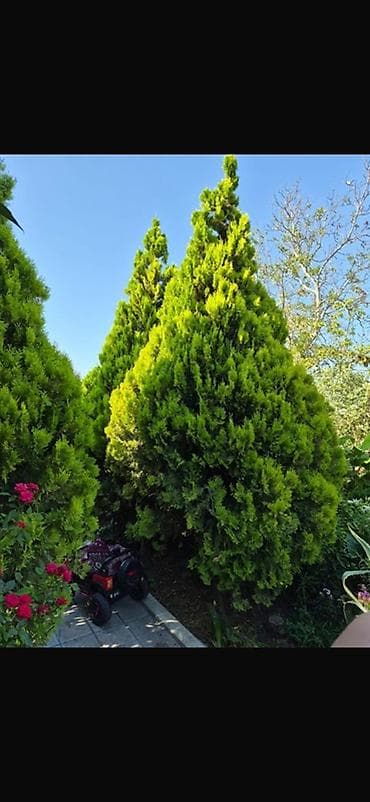 ev gulleri ve adlari: Thuja (hündür, konus formalı, parlaq yaşıl iynəyarpaq ağaclar) - — 2