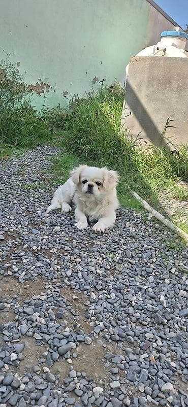 pitbul balasi satilir: Pekines, 8 ay, Dişi, Peyvəndli, Ünvandan götürmə — 1
