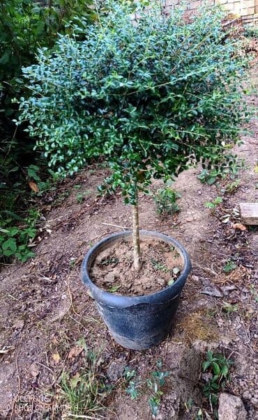 Mort dekorativ ağac