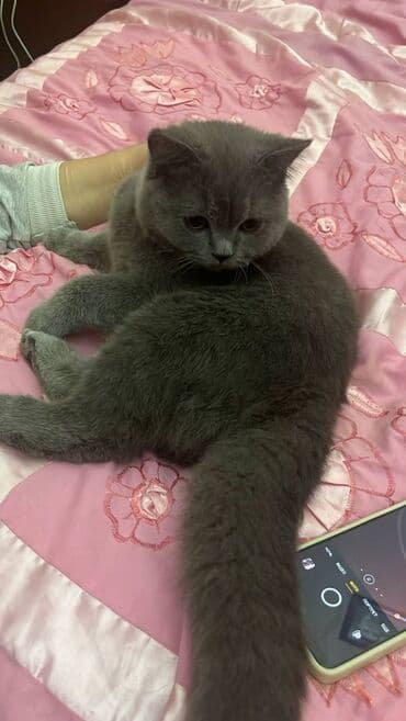 şotland pişiyi qiymeti: Şotland, Erkək — 7