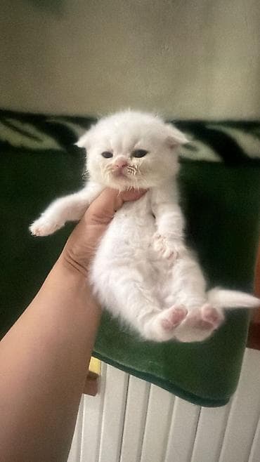 вислоухий шотландец котенок: Шотладская вислоухая — 4