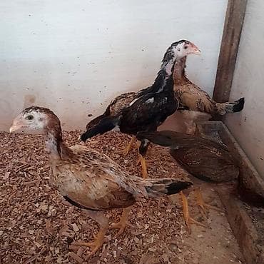 brama cüce: Toyuq cücələri, Damazlıq, Ödənişli çatdırılma — 1