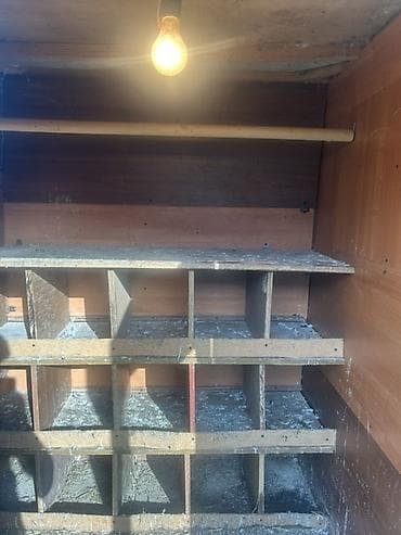 camis heyvan: Salam. Goyercin dami eni-1.38sm — 3