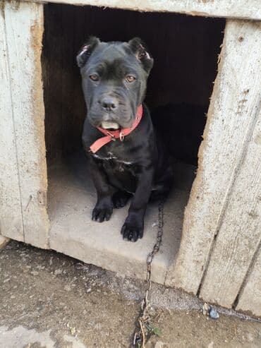 Kane-Korso, 3 ay, Sənədli, Ödənişli çatdırılma, Ünvandan götürmə, Rayonlara çatdırılma