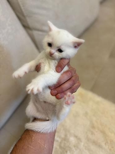 heyvan geyimi: Britan, Erkək, Dişi, Yaxşı əllərə, Pulsuz çatdırılma — 8