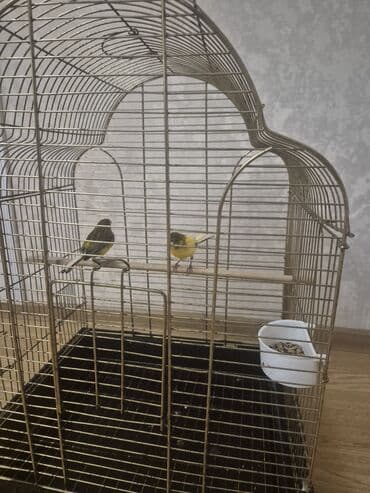 Gəmiricilər: Kanarya Hazir cütdü 70 azn sari erkeydi — 7