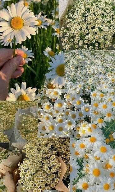 Xırda və iri ölçülü papatyalar – bağ, balkon və interyer üçün. Məhsul