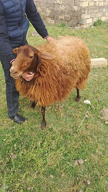 Qoyunlar, qoçlar: 2 qarın doğub. Keçən il yanvar ayında axrıncı doğub. Qoça gəlir — 1