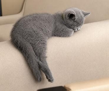 Кошки: Британская — 4