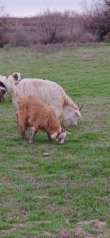 Qoyun-keçi sürüsü – yerli cinslər - Şəkillərdə uzun tüklü, buynuzlu lalafo.az -da Qoyun-keçi sürüsü – yerli cinslər - Şəkillərdə uzun tüklü, buynuzlu